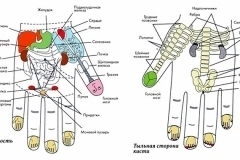zony-massazha-na-kisti-ruki-po-metodike-su-dzhok